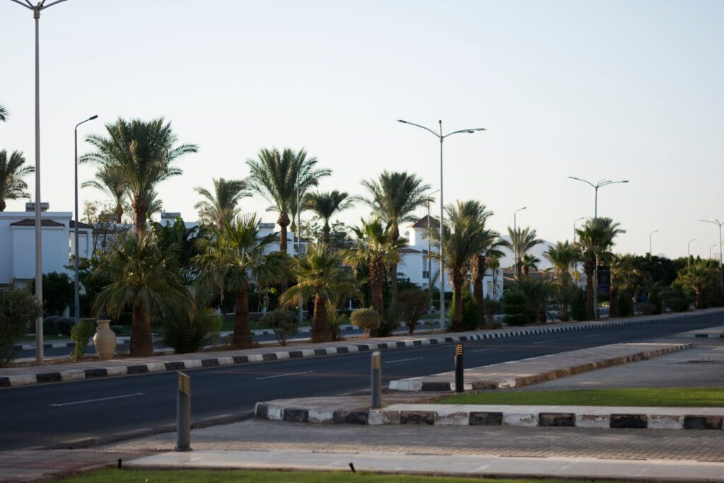 Quiet divided residential road lined with palm trees and street lamps, low-rise cream and white villa rooftops visible in the background, representative of The Springs' Emirates Living community, Dubai